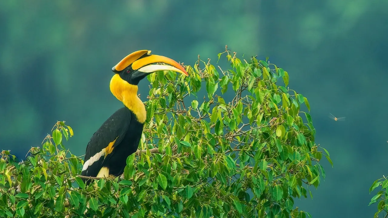 Nilgiris - A Shared Wilderness (2024) still